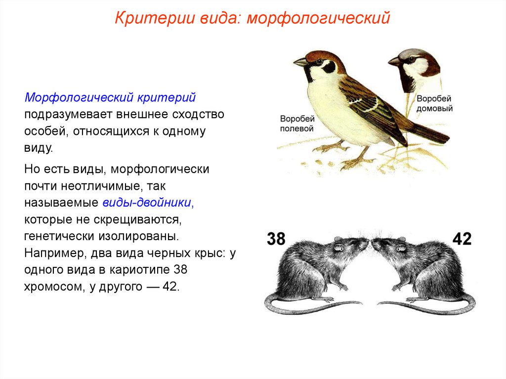 Физиологические признаки особей. Физиологический критерий полевки. Различия морфологического критерия. Морфологический критерий биология.