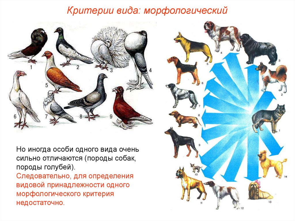 Вид 4 критерия. Морфологический критерий вида. Исторический критерий вида. Морфологическиекритории вида. Морфологический критерий вида примеры.