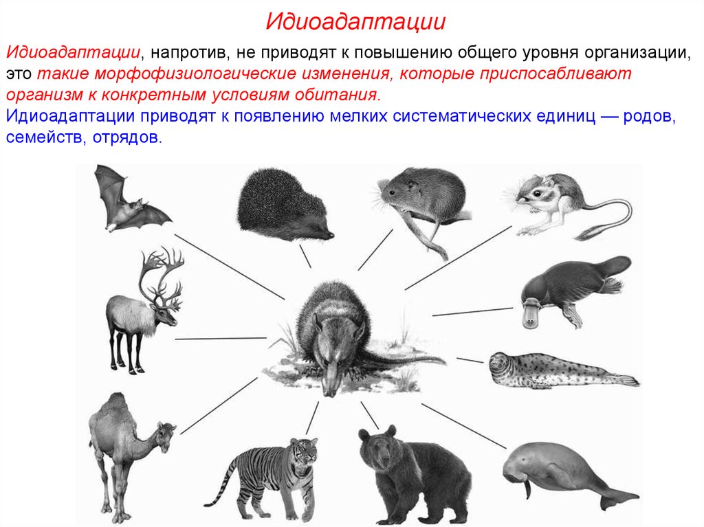 Пользуясь фотографиями или рисунками животных определите черты приспособленности к способу добычи