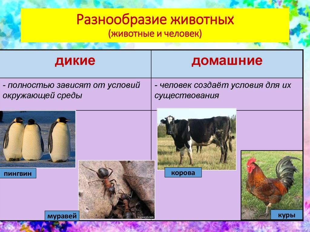 Разнообразие животных (животные и человек)