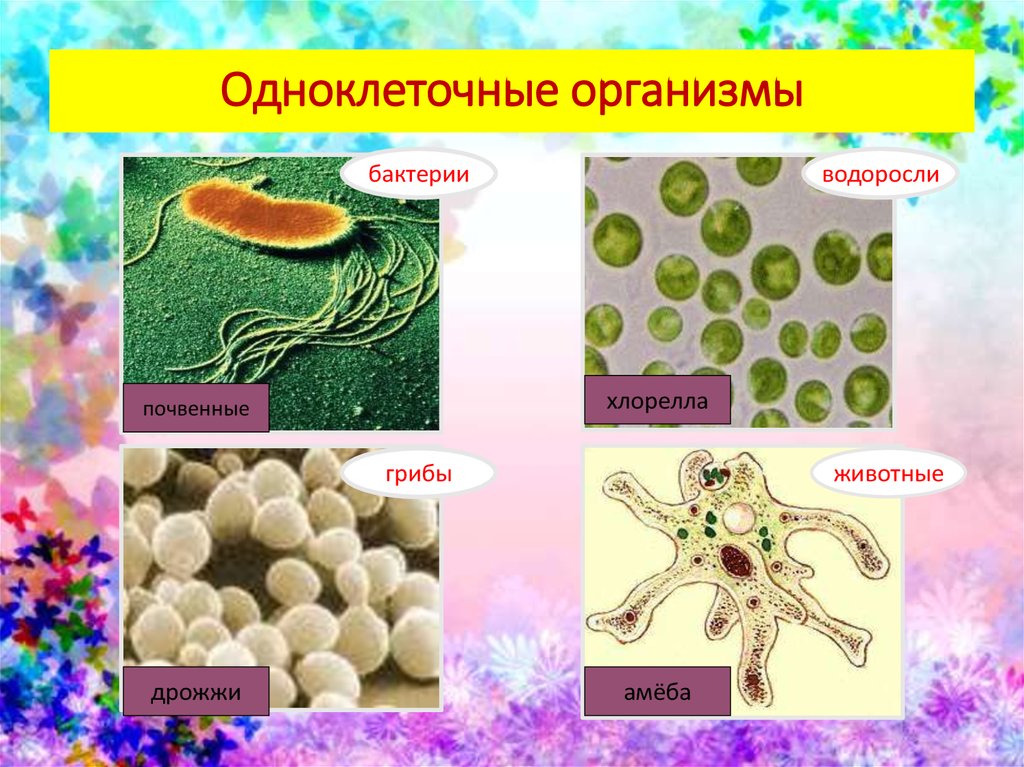 Бактерии вирусы грибы биология. Одноклеточные организмы. Одноклеточные оргаганизмы. Одноклеточные бактерии. Царство одноклеточных организмов.