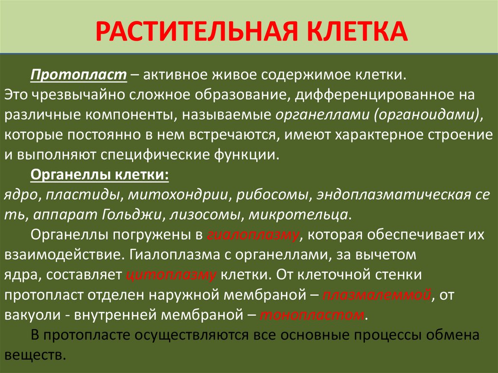 Строение клетки вывод. Протопласт растительной клетки. Строение протопласта растительной клетки. Протопласт строение. Структура растительной клетки протопласт.