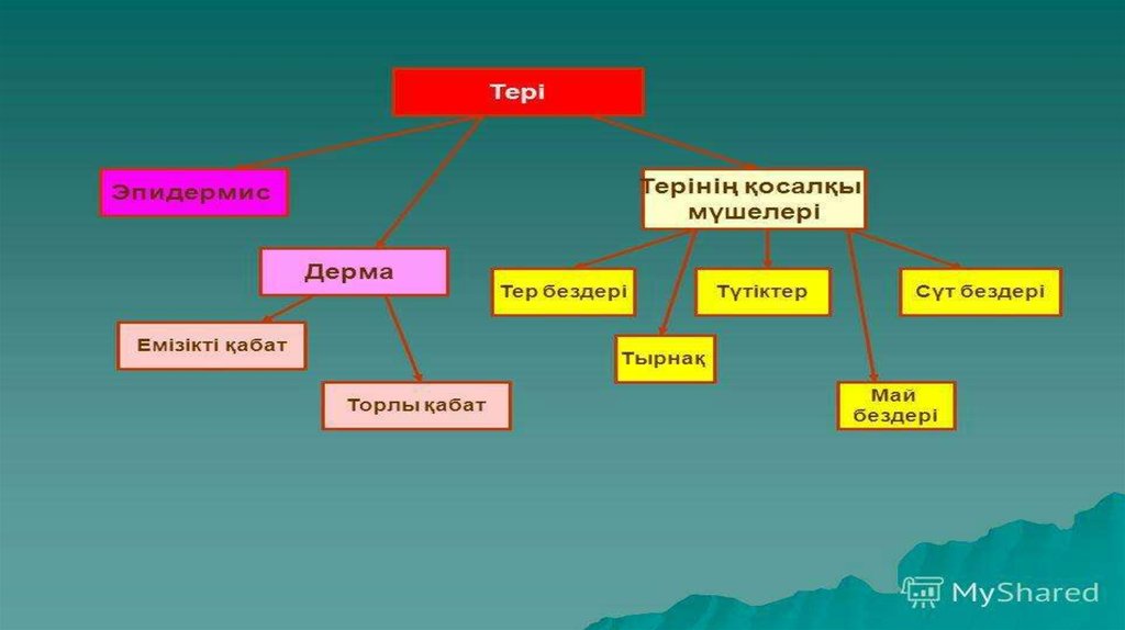 Жануарлардағы онтогенездің тура және жанама типтері презентация