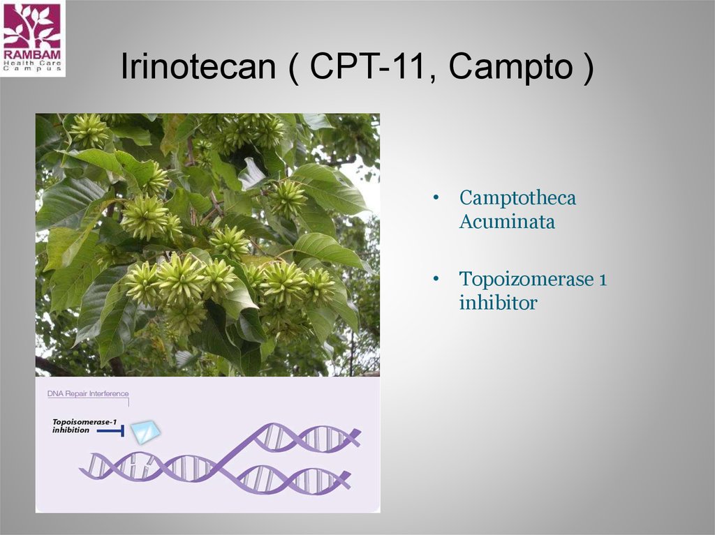Irinotecan ( CPT-11, Campto )