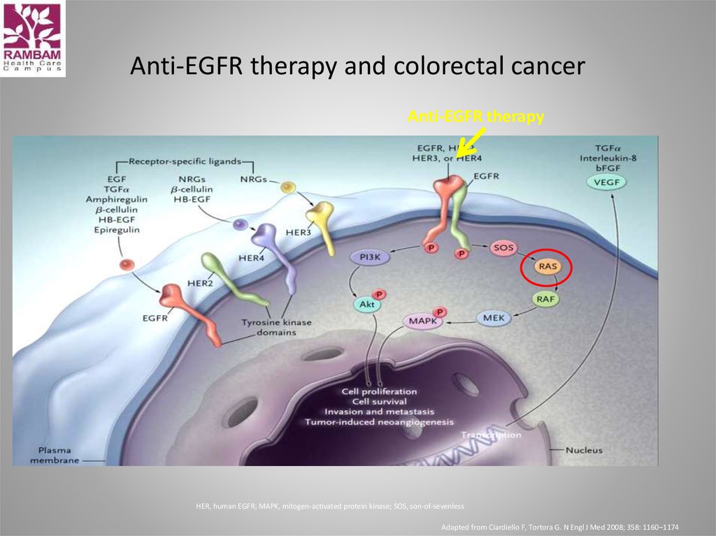 Anti-EGFR therapy and colorectal cancer