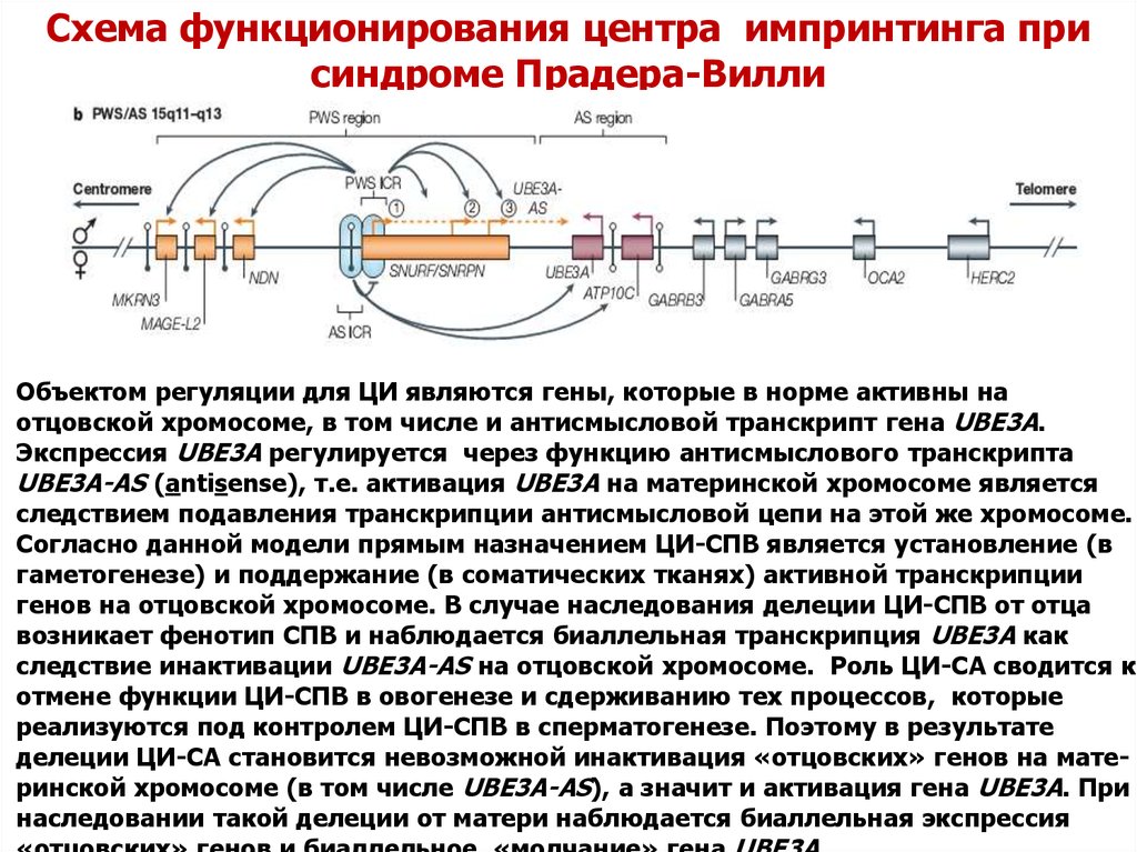 Каротидно феморальная спв