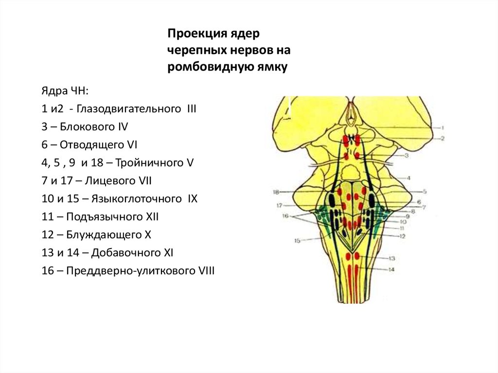 Ромбовидная ямка черепные нервы. Проекция ядер черепных нервов. Схему расположения ядер v–XII пар черепных нервов. Проекция ядер 8 пары черепно мозговых нервов.