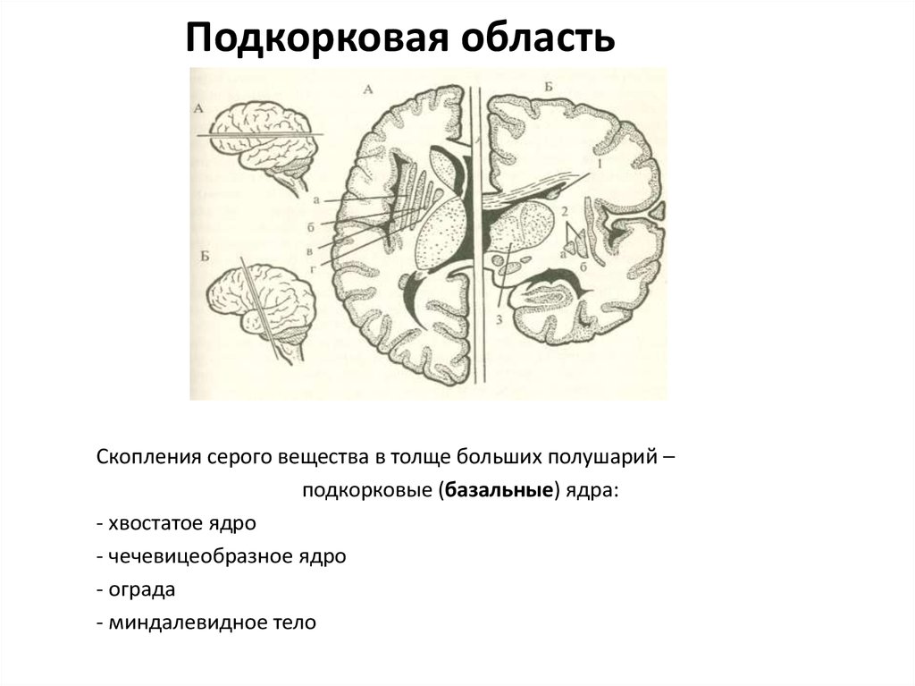Подкорка головного мозга. Подкорковые ядра головного мозга анатомия. Анатомия подкорковых ядер кт. Подкорковая область. Подкорковые структуры головного.