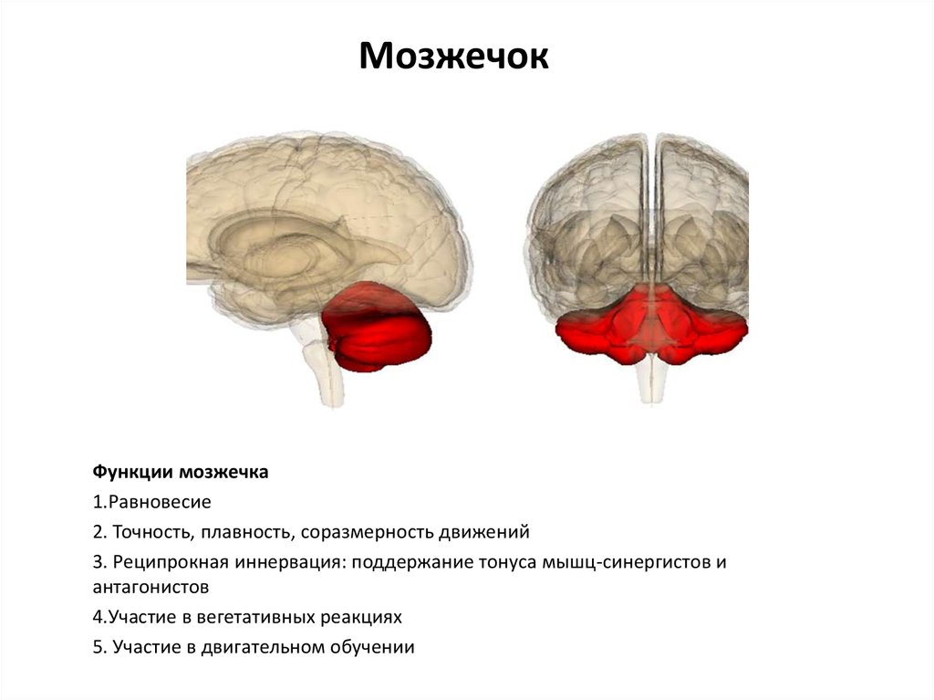Особенности мозжечка головного мозга. Мозжечок головного мозга. Центры мозжечка и функция. Мозжечок расположение. Мозжечок строение.