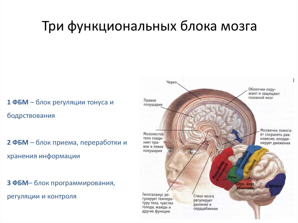 Функциональные особенности мозга. 1 Блок регуляции тонуса и бодрствования. Блок, обеспечивающий регуляцию тонуса и бодрствования. 1 Блок мозга блок регуляции тонуса и бодрствования. Структурно-функциональное строение мозга.