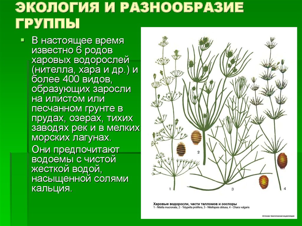 Рассмотрите изображения растений нителла редька дикая