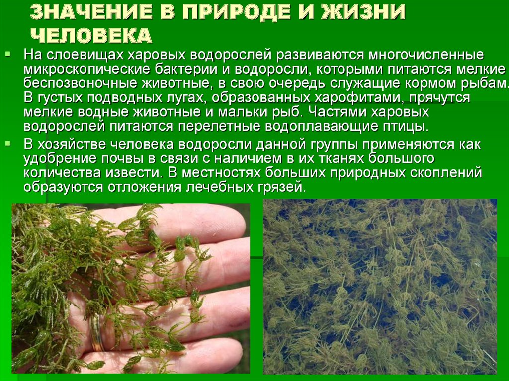 Сообщение о значении водорослей. Водоросли в природе и жизни человека. Харофициевые водоросли. Значение природы в жизни. Роль водорослей.