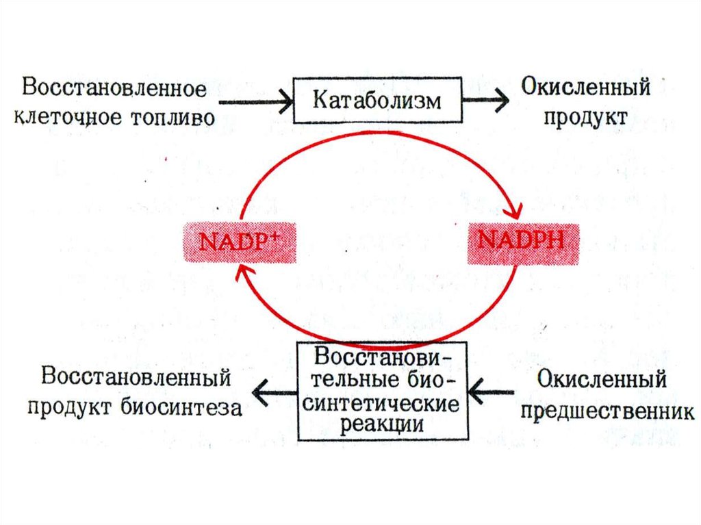 Какой из процессов относится к диссимиляции