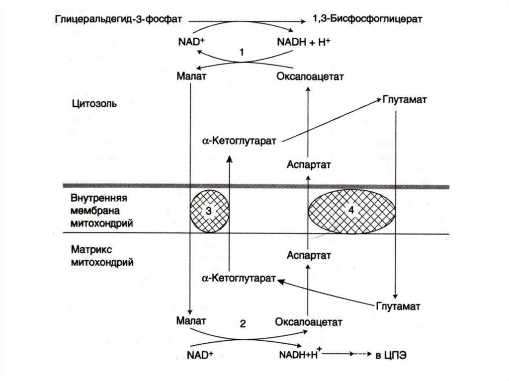 Цитозоль клетки это. Схема малат аспартатного челночного механизма. Малат аспартатный челночный механизм биохимия. Малат-аспартатный челночный механизм реакции. Челночные механизмы аэробного гликолиза.