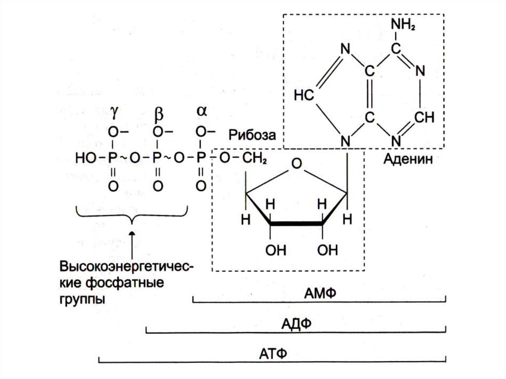 Атф групп. Макроэргические соединения АТФ. Высокоэнергетические фосфаты. Цикл АТФ-АДФ.. Макроэргические связи в молекуле АТФ.
