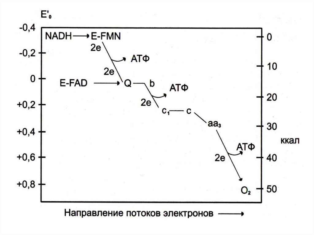 0 изменений. Изменение свободной энергии дыхательной цепи. Изменение свободной энергии в ЦПЭ. Изменение свободной энергии в процессе переноса электронов. Блокируют перенос электронов по ЦПЭ.