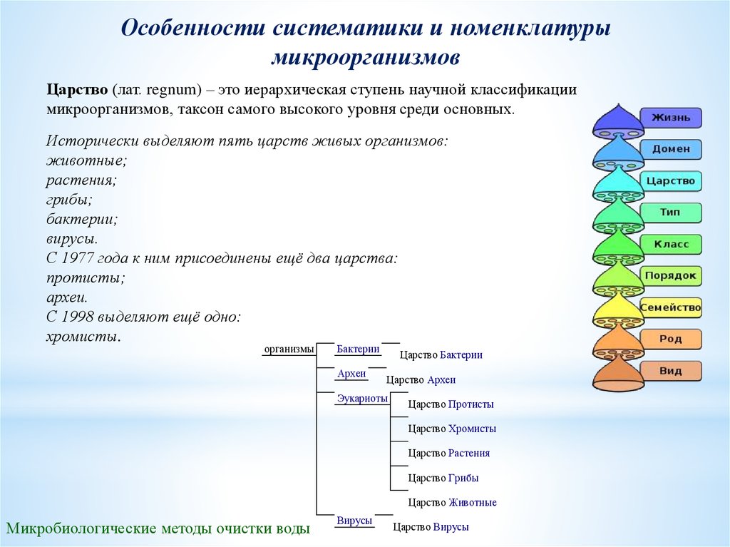 Основанная на систематической и. Царство бактерии классификация схема. Классификация бактерий таксоны. Классификация микроорганизмов таксоны. Основные таксономические единицы микробиология.