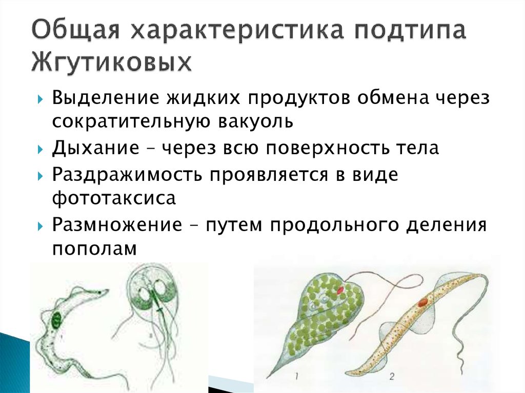 Питание выделение. Общая характеристика жгутиконосцев. Характеристика класса жгутиконосцы. Краткая характеристика жгутиковых. Общая характеристика жгутиконосцев 7 класс.