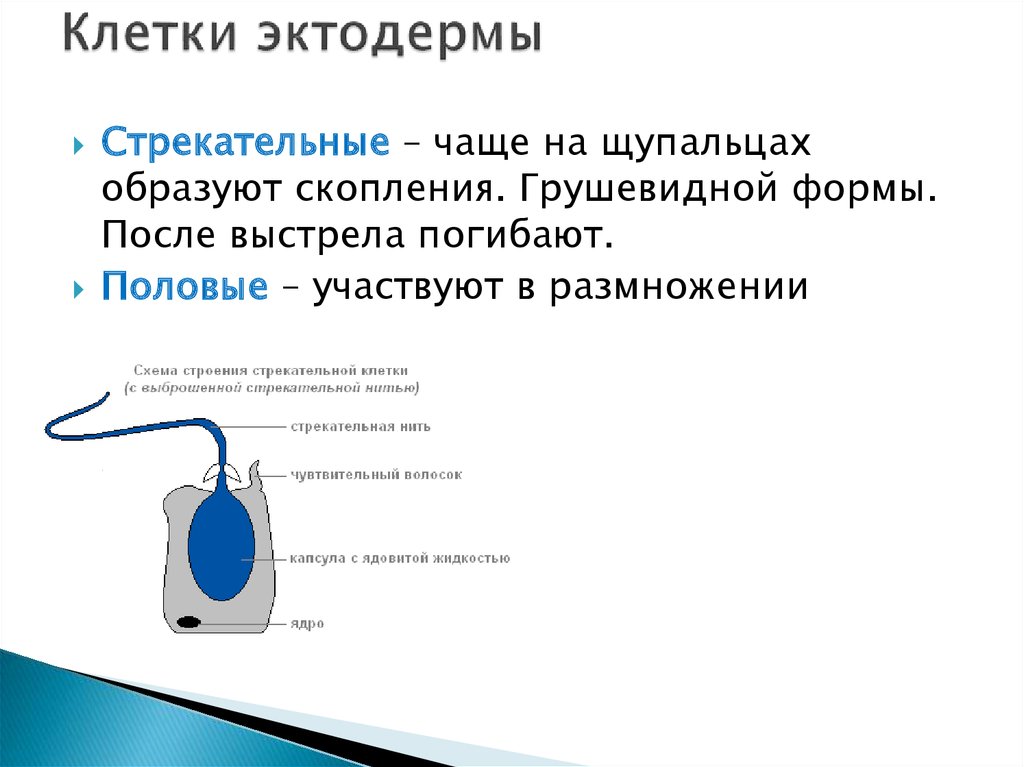 Кишечнополостные имеют стрекательные клетки