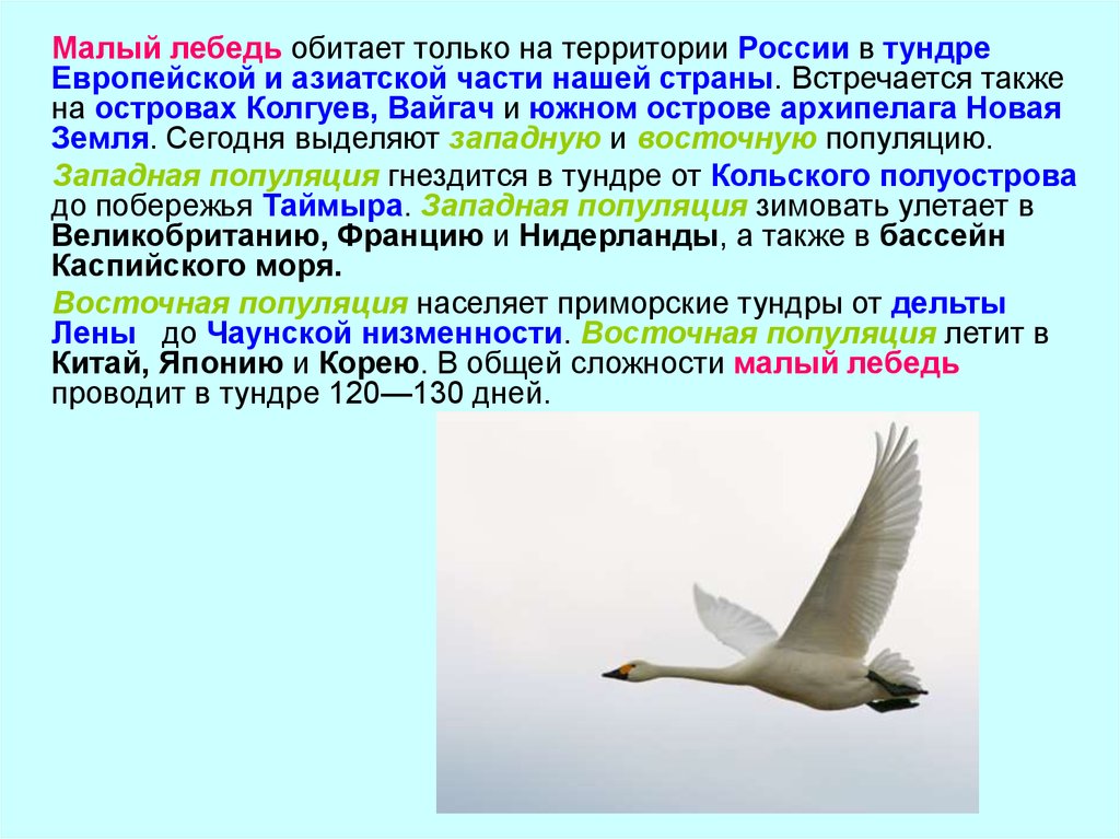 Белый лебедь краткое содержание. Тундровый лебедь красная книга. Малый лебедь красная книга. Малый лебедь доклад. Факты о тундровом лебеде.