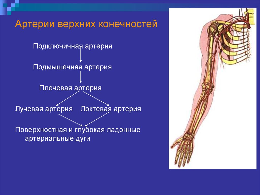 Кровообращение верхней конечности. Схема кровоснабжения верхней конечности. Схема артериального кровотока верхней конечности. 1. Кровоснабжение верхней конечности. Схема ветвления артерий верхней конечности.