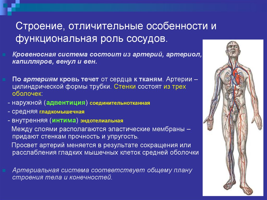 Особенности строения артерий вен. Особенности строения артерий. Характеристика артерий. Особенности характерные для артерий.