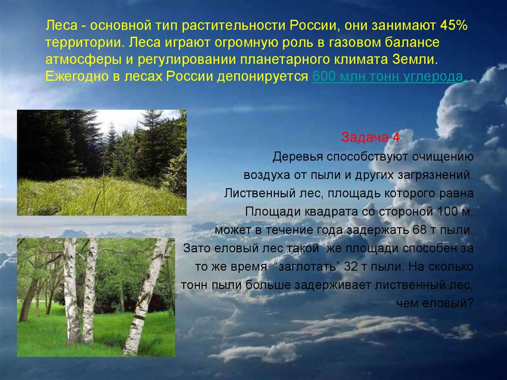 Какие виды лесов существуют. Общий вид Лесной растительности. Типы лесов. Основные типы леса. Типы лесов в России.