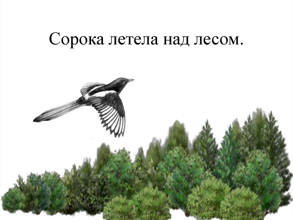 Пролечу над. Птицы над лесом рисунок для детей. Рисунок леса сороки. Детские картинки птицы над лесом. Птица летит над лесом рисунок детям.