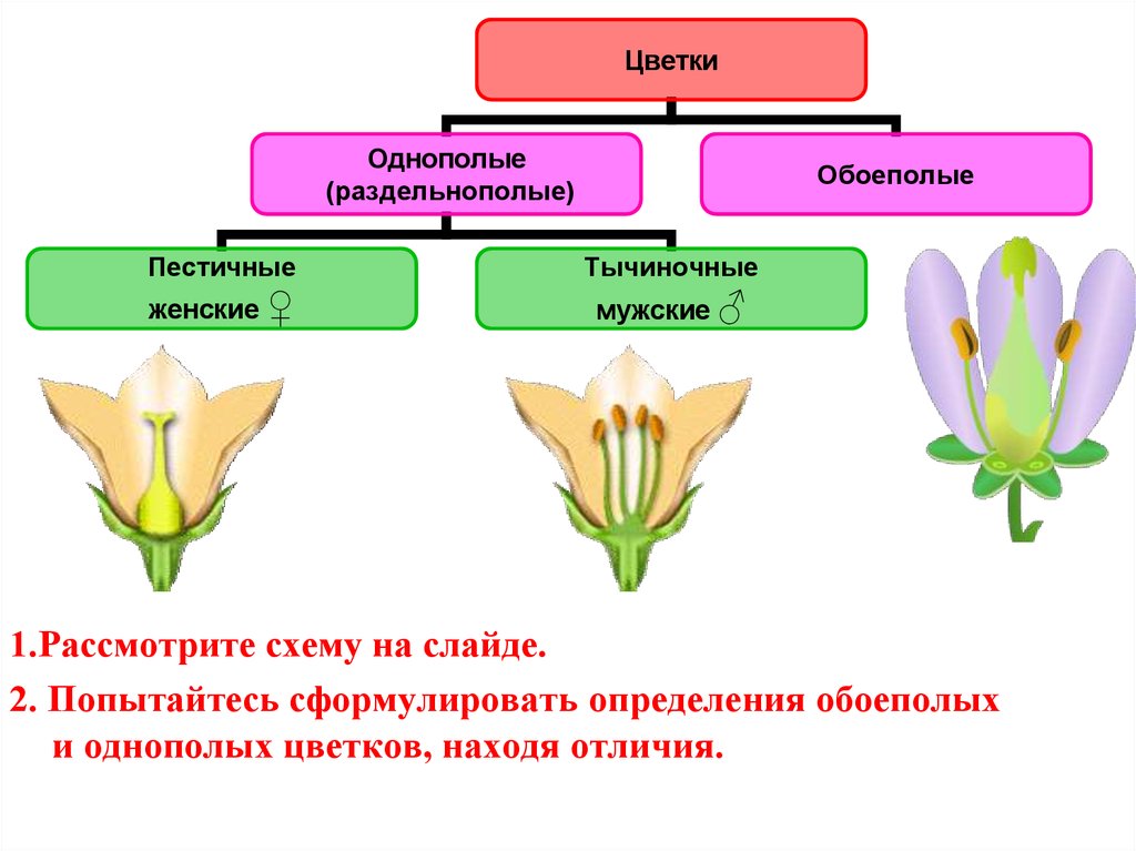 Признаки обоеполых. Обоеполые и раздельнополые цветки. Цветок его строение и значение. Схема обоеполого цветка. Однополые и раздельнополые цветки.