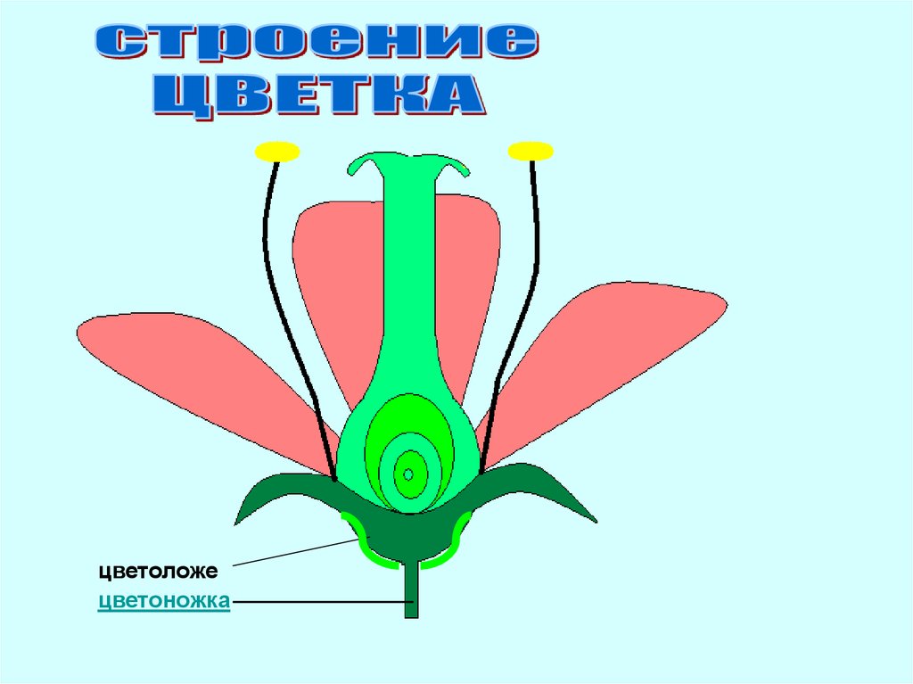 Цветок строение и значение презентация 6 класс. Цветоножка и цветоложе. Строение цветоложе. Цветок цветоножка цветоложе. Строение цветка цветоложе.