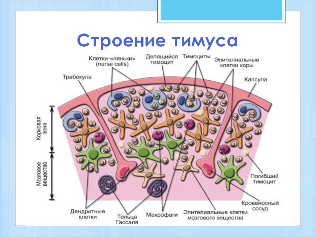 Какой цифрой на рисунке обозначен тимус вилочковая железа