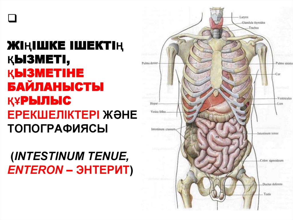 Ішек анатомиясы презентация