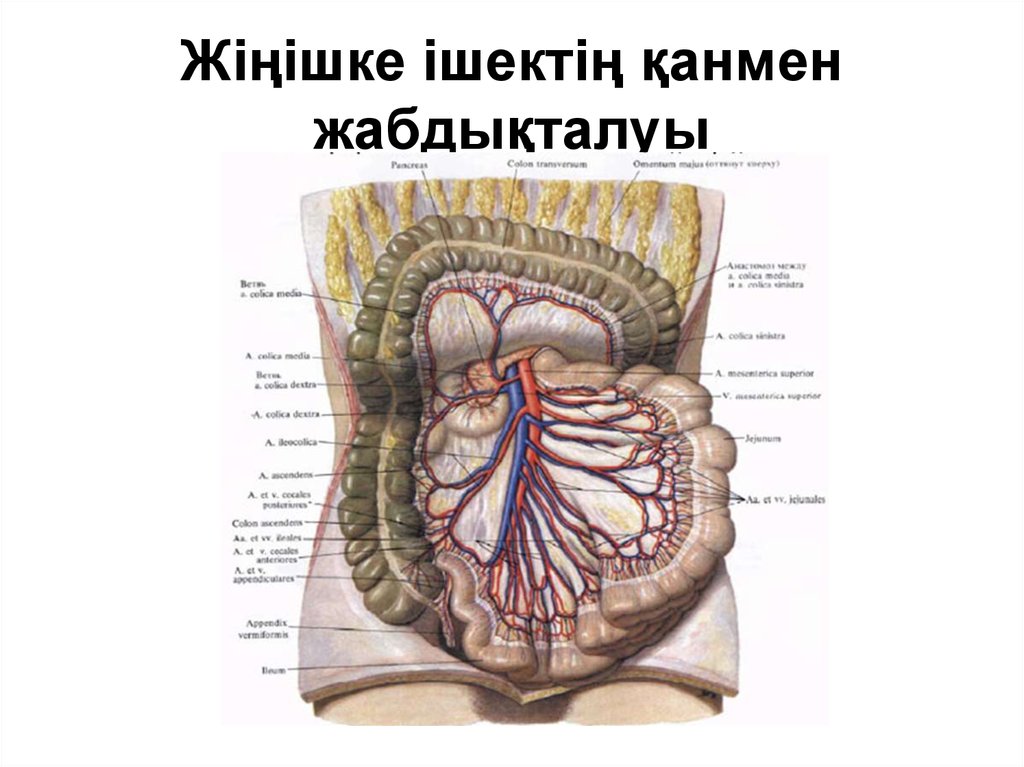 Ішек анатомиясы презентация