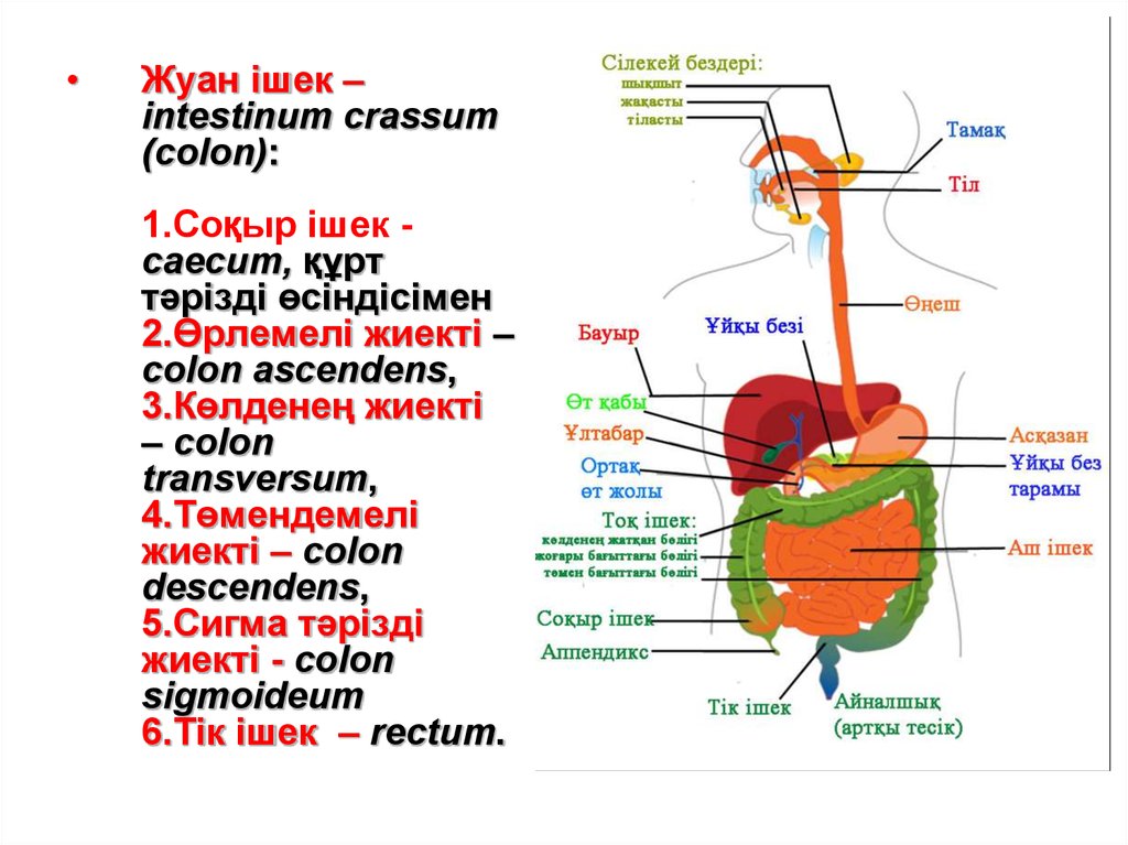 Аш ішек презентация