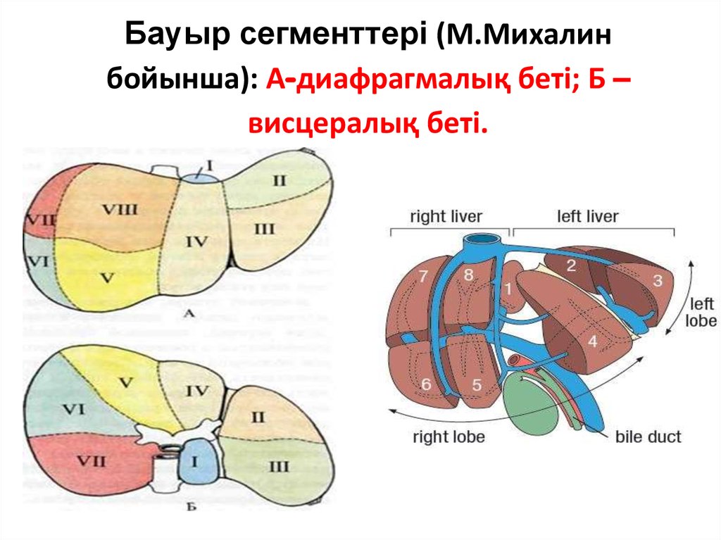 Бауыр сегменттері (М.Михалин бойынша): А-диафрагмалық беті; Б –висцералық беті.