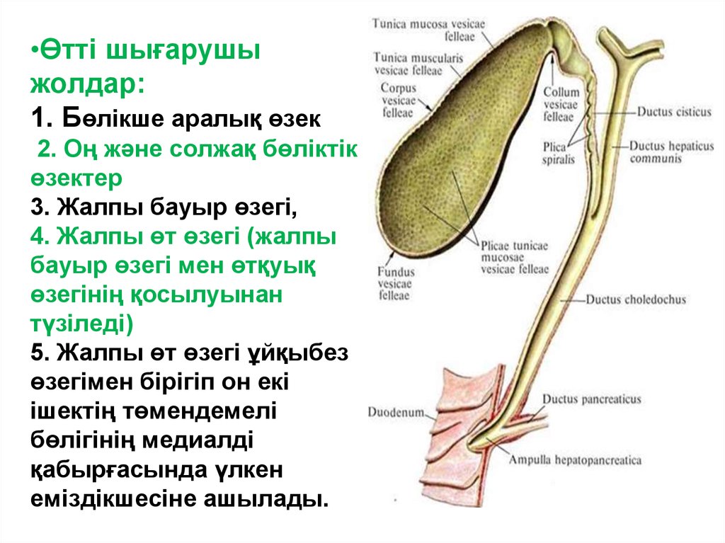 3. Общий желчный проток Ductus choledochus. Өт дегеніміз не. Части дуктус холедохус. Collum Vesicae felleae.