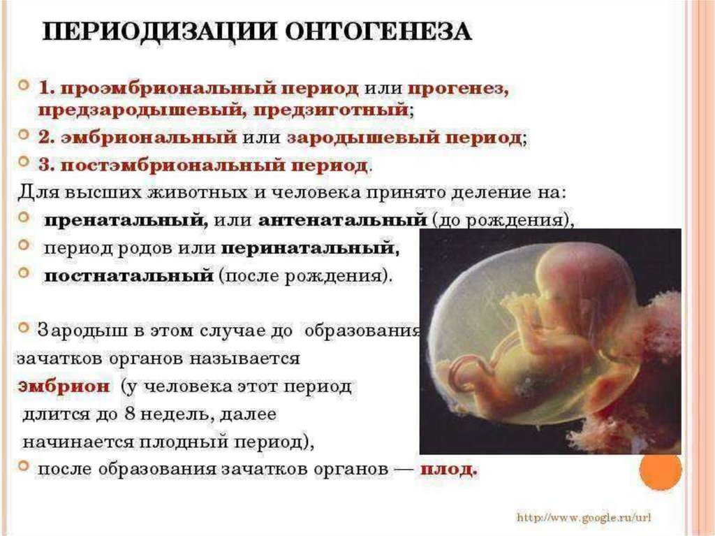 Развитие организма после рождения. Периодизация онтогенеза. Периодизация эмбрионального развития. Периодизация пренатального онтогенеза. Периоды развития онтогенеза.