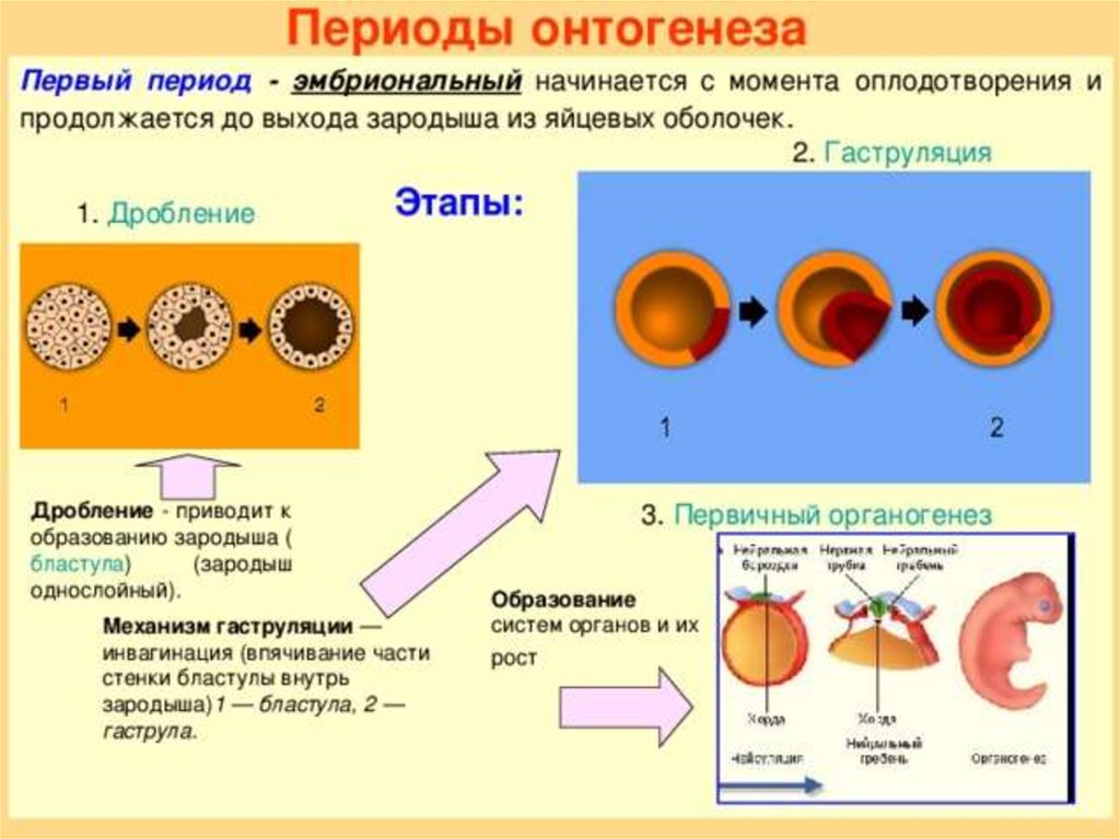 Индивидуальное развитие и размножение организмов презентация