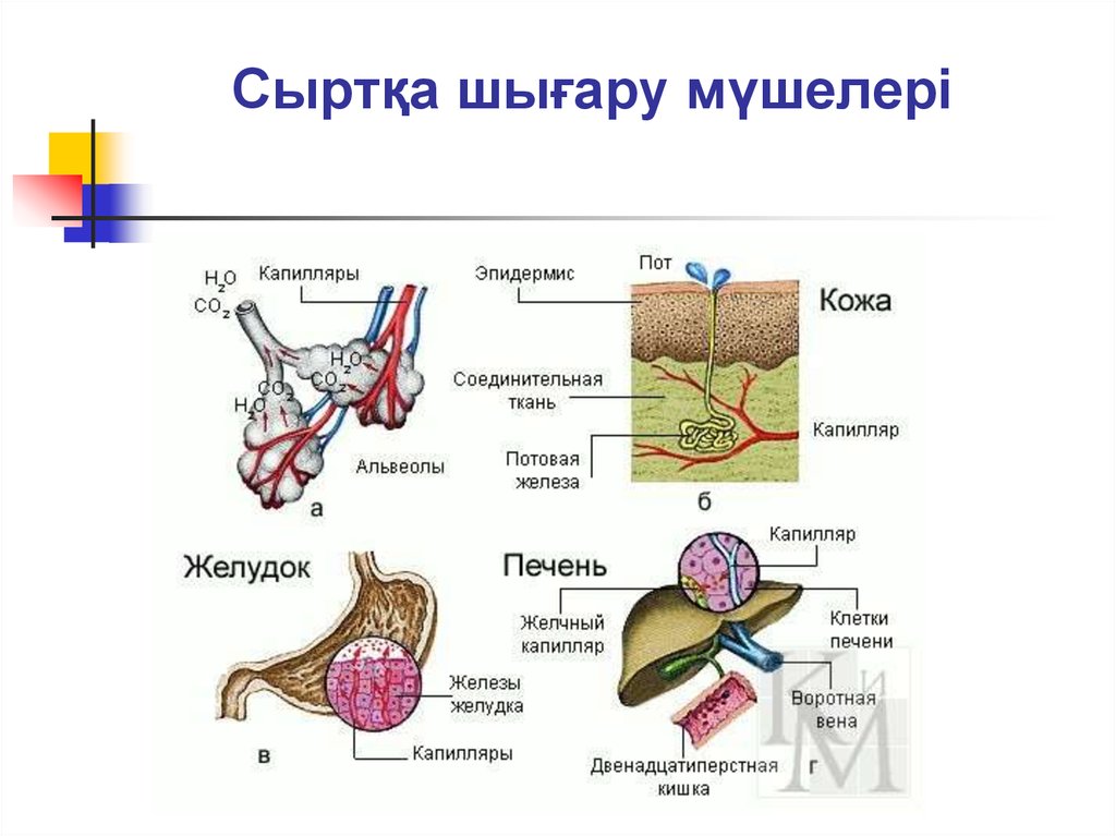 Тері анатомиясы презентация