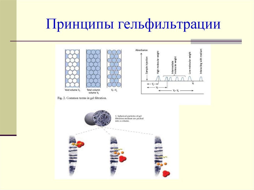 Принципы гельфильтрации