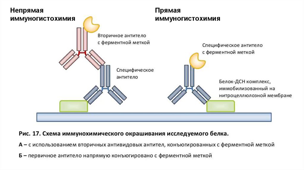 Pap метод иммуногистохимия схема