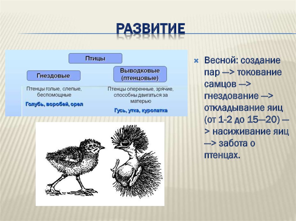 Самостоятельная работа по биологии птицы