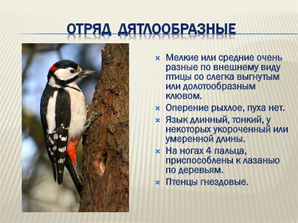 Отряды птиц 8 класс. Отряд Дятлов представители. Отряд Дятлообразные представители. Дятлообразные птицы представители. Отряд птиц Дятлообразные представители.