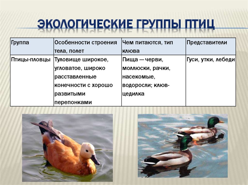 Экологические группы птиц 7 класс биология таблица. Экологические группы птиц. Экологическая группа водоплавающие птицы. Экологические группы птиц таблица. Экологические признаки птиц.