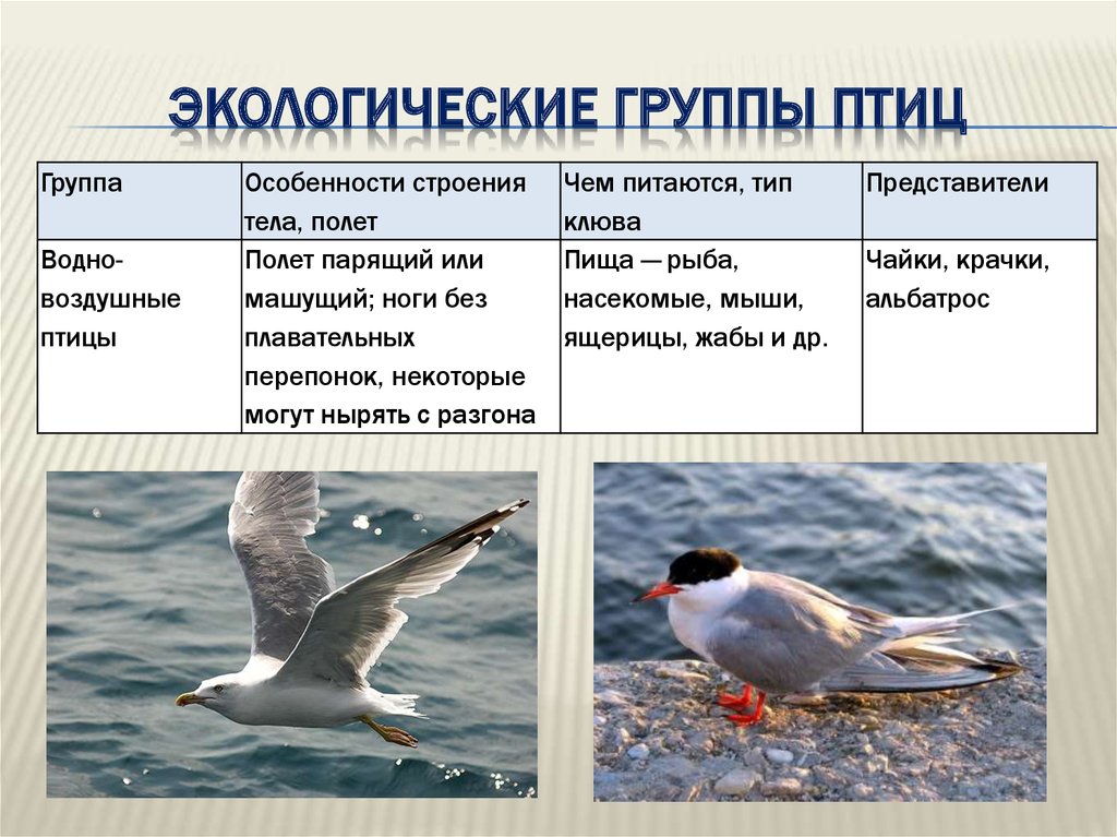 Сообщение экологические группы птиц. Экологические группы птиц. Экологическая группа п. Этнологические группы птиц. Экологические группы птиц птиц.
