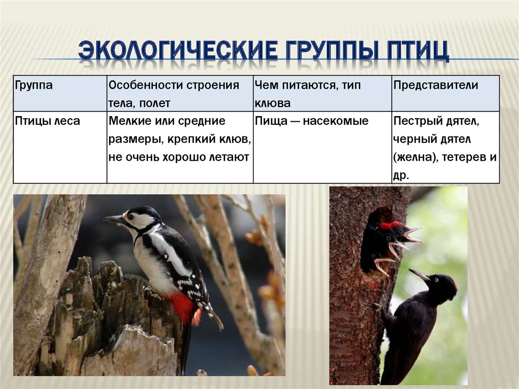 Приспособления к образу жизни птиц. Таблица экологическая группа экологические группы птиц. Экологическая группа птицы леса. Экологические формы птиц. Представители экологических групп птиц.