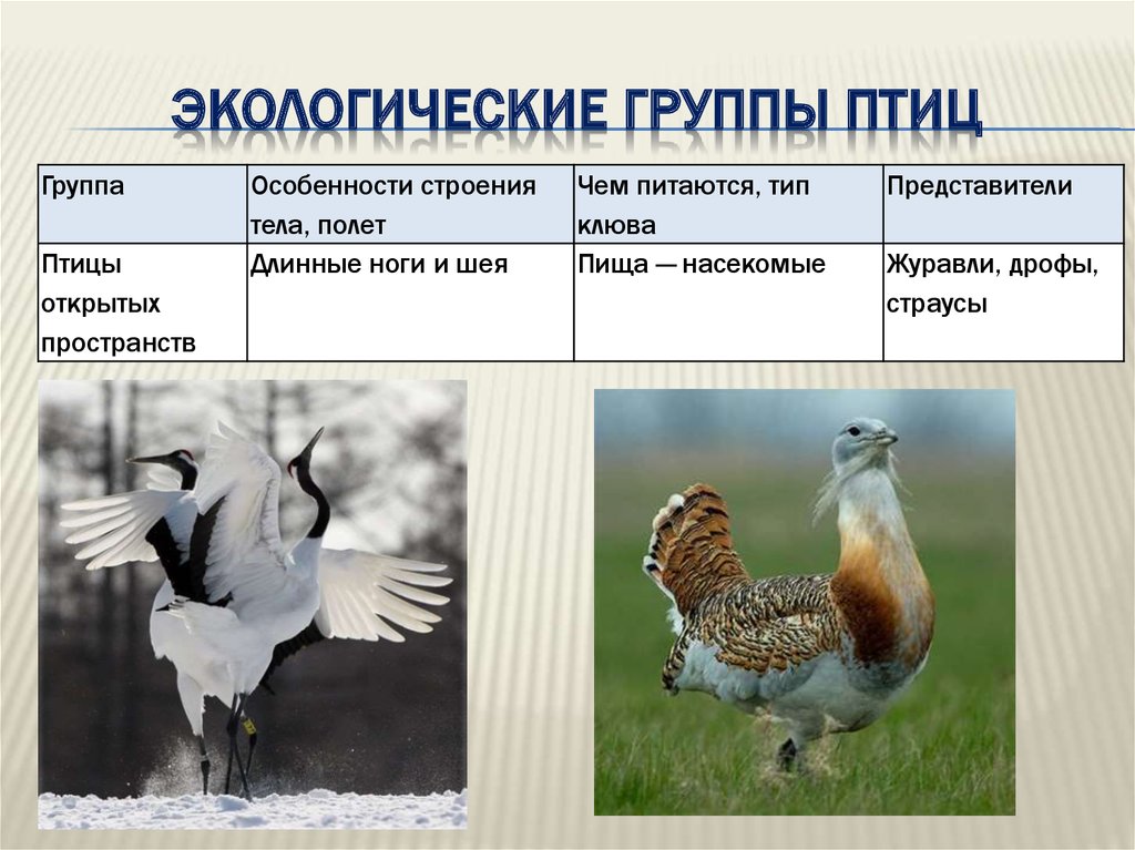 Примеры животных класса птицы. Экологические группы птиц. Экологическая группа п. Экологические группы Пти. Экологические группы птиц таблица.
