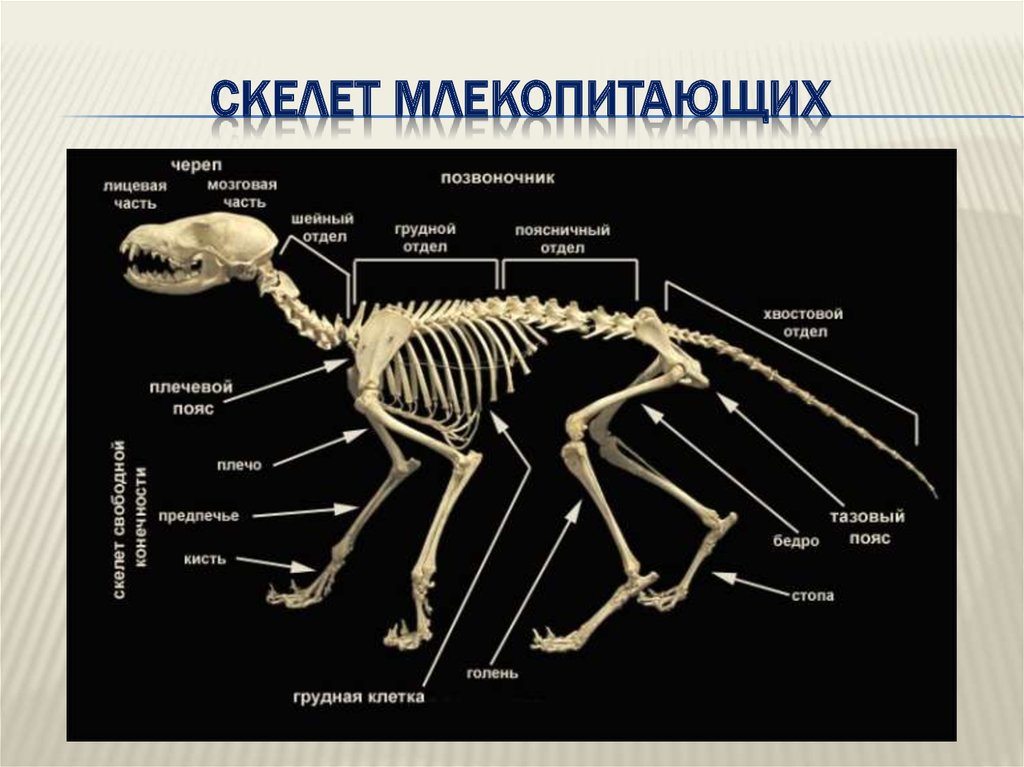 Скелет млекопитающих рисунок