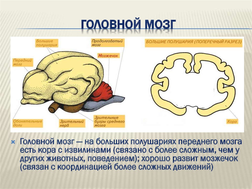 Головной мозг
