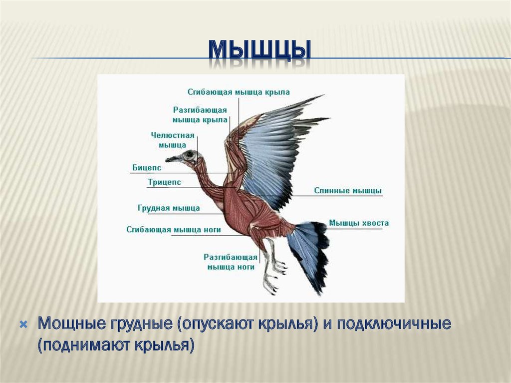 Класс птицы учебники. Класс птицы презентация. Хордовые птицы. Птицы класса хордовых. Класс птицы млекопитающие.